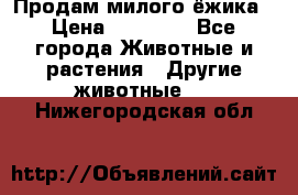 Продам милого ёжика › Цена ­ 10 000 - Все города Животные и растения » Другие животные   . Нижегородская обл.